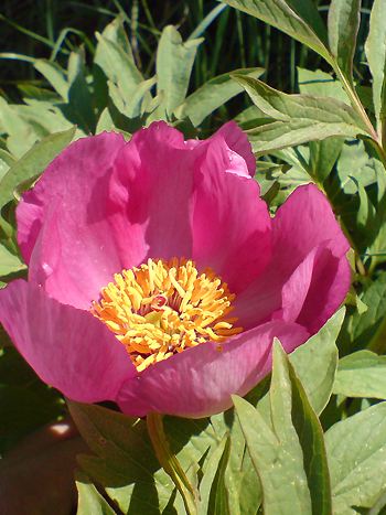 Pfingstrose, Paeonia officinalis