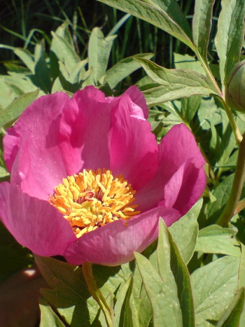 Pfingstrose (Paeonia officinalis): große, leuchtend rote Blüte mit gelben Staubblättern