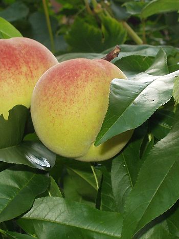 Pfirsichbaum Pfirsichbaum