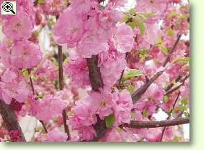 Pfirsichbaum in Blüte