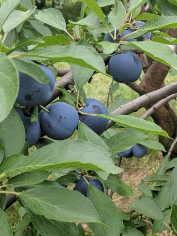 Pflaumenbaum (Prunus domestica): Zweige mit vielen runden, rot-violetten Pflaumen zwischen grünen Blättern vor blauem Himmel