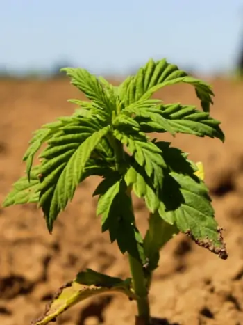 Ein potentieller Steckling