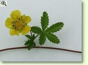 	

Potentilla reptans