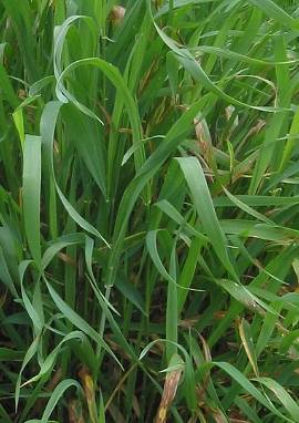 Quecke Quecke, Agropyron repens