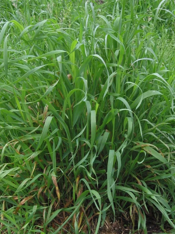 Quecke (Agropyron repens): dichter Horst aus aufrechten und überhängenden, schmalen grünen Grashalmen