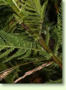 Rainfarn / Tanacetum vulgare