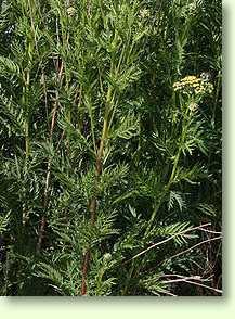 Rainfarn / Tanacetum vulgare