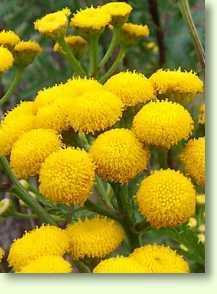 Rainfarn / Tanacetum vulgare