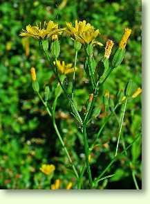 Rainkohl / Lapsana communis