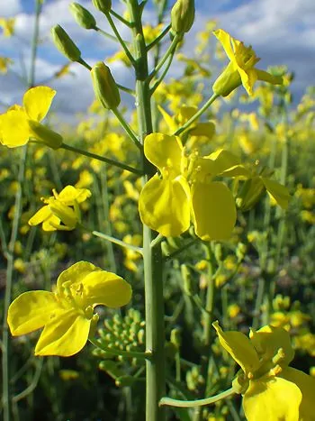 Gelb blühende Brassica-Pflanze mit vierzähligen Kreuzblüten (laut Bildtitel Rübsen, Brassica rapa, ein naher Verwandter des Rapses)