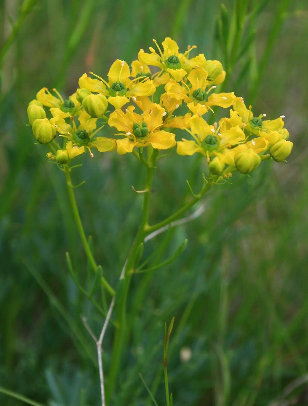 Raute - Verwendung der Pflanze nach Maria Treben