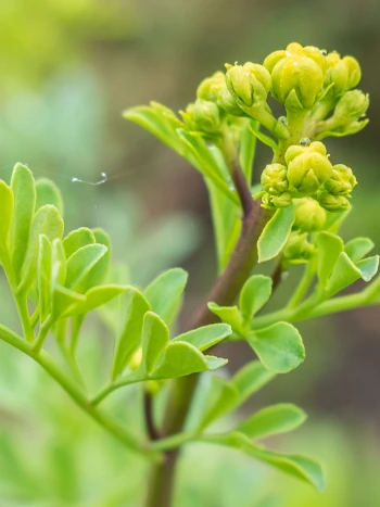 Weinraute (Ruta graveolens): Blütenstand mit leuchtend gelben, schalenförmigen Blüten und grünen Fruchtknoten an dünnen Stängeln