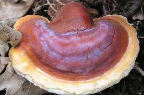 Vitalpilz, Reishi