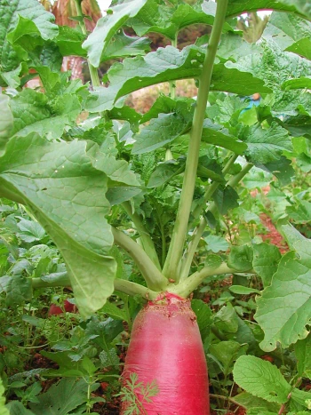Rettich (Raphanus sativus) im Gartenbeet: dicke rosarote Rübe, die aus der Erde ragt, mit großen, grünen, gelappten Blättern