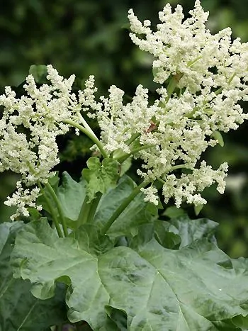 Gemeiner Rhabarber (Rheum rhabarbarum): große, cremeweiße Blütenrispe über breiten, gewellten Blättern