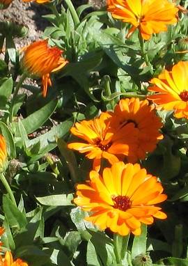 Ringelblume, Calendula officinalis