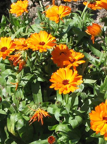 Ringelblume, Calendula officinalis