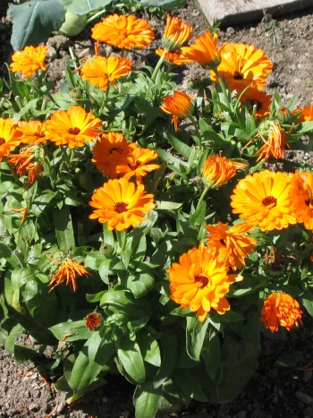 Ringelblume (Calendula officinalis): leuchtend orangefarbene Korbblüte mit zahlreichen Zungenblüten