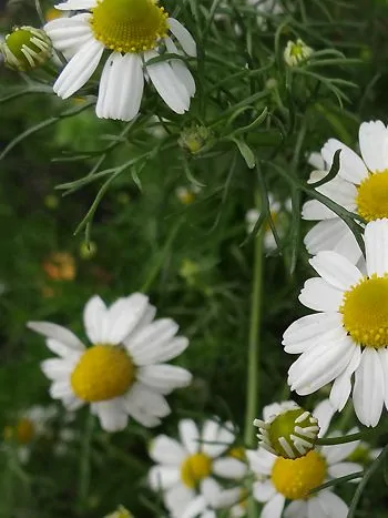 Römische Kamille (Chamaemelum nobile): Blüten mit weißen Zungenblüten und gelber Mitte über fein gefiederten Blättern