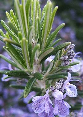 Rosmarin, Salvia rosmarinus