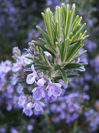 Rosmarin, Salvia rosmarinus