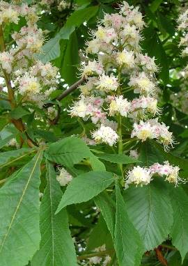 Rosskastanie Rosskastanie, Aesculus hippocastanum