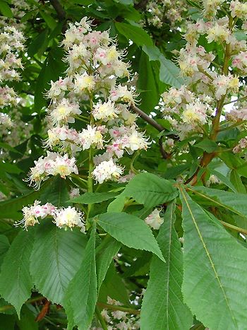 Rosskastanie, Aesculus hippocastanum