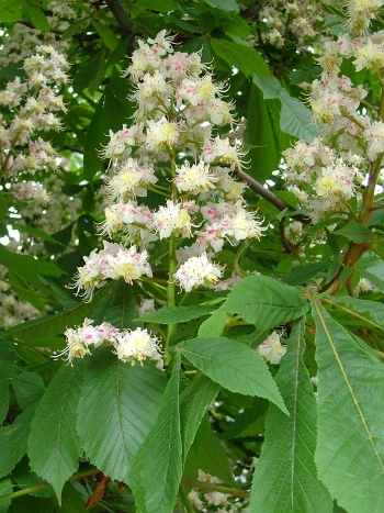 Gewöhnliche Rosskastanie (Aesculus hippocastanum): aufrechte Blütenkerzen mit weißen Blüten zwischen handförmigen Blättern