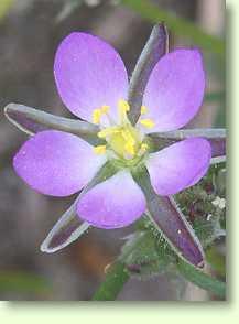 Rote Schuppenmiere, Spergularia rubra