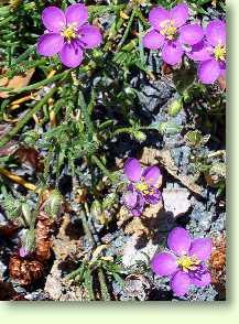 Rote Schuppenmiere, Spergularia rubra