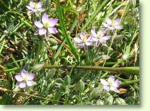 Rote Schuppenmiere, Spergularia rubra