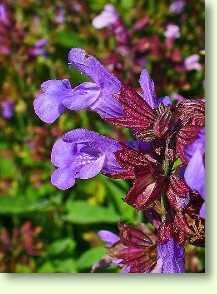 Salbei / Salvia officinalis