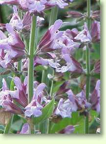 Salbei / Salvia officinalis