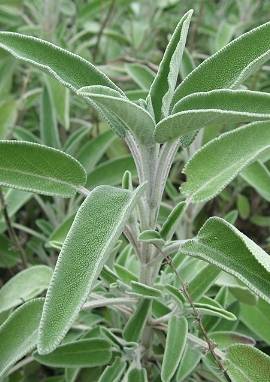 Salbei, Salvia officinalis