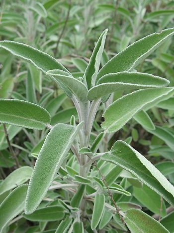 Salbei, Salvia officinalis