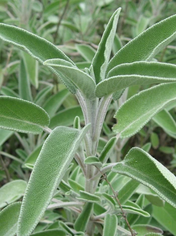 Echter Salbei (Salvia officinalis): graugrüne, länglich-elliptische Blätter und blauviolette Lippenblüten
