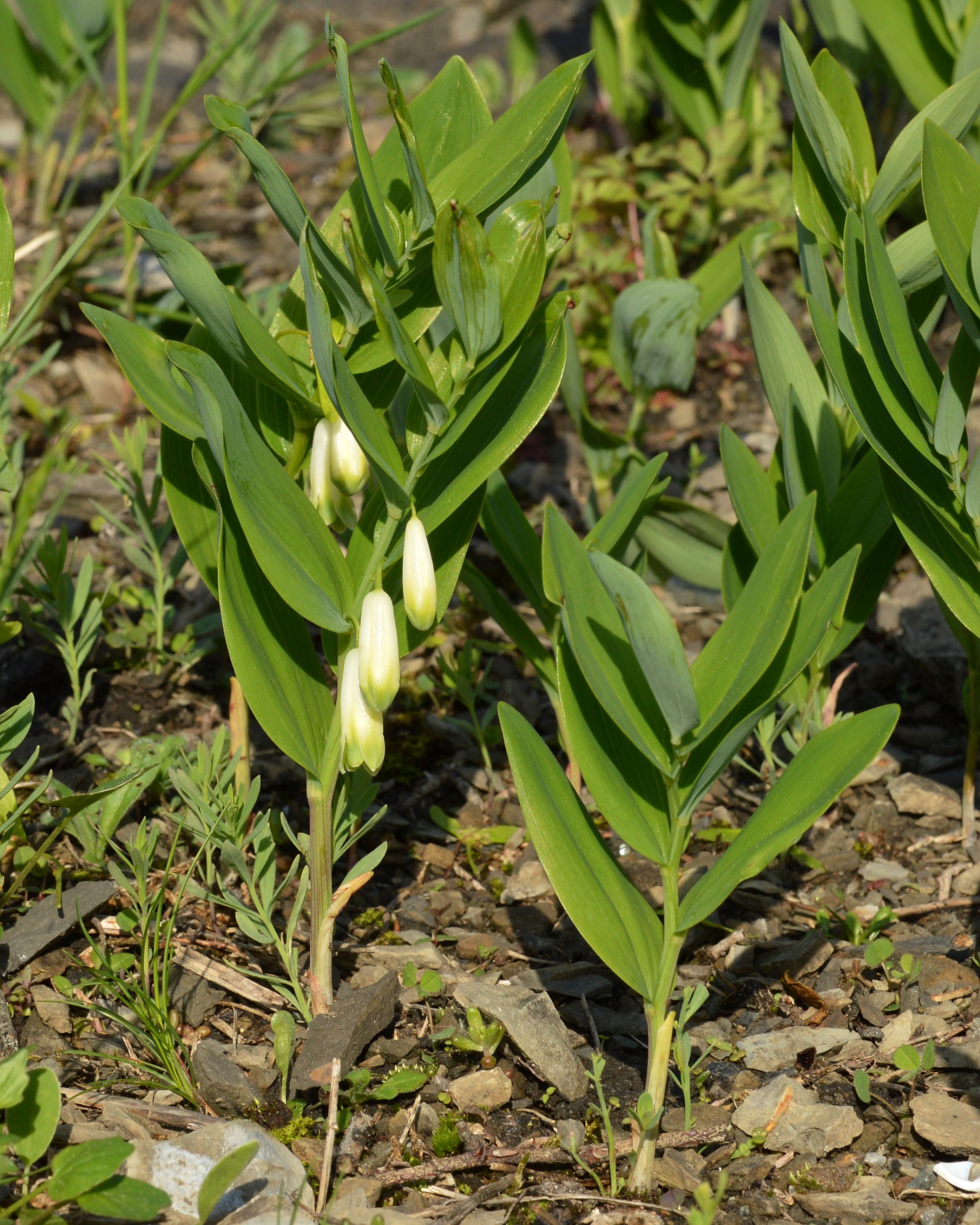 Salomonssiegel heilwirkung