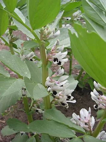 Saubohne (Vicia faba): aufrechte Pflanze mit weiß-schwarzen Schmetterlingsblüten in den Blattachseln