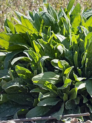 Wiesen-Sauerampfer (Rumex acetosa): dichter Bestand mit großen, länglichen, frischgrünen Blättern
