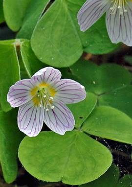 Sauerklee, Oxalis acetosella