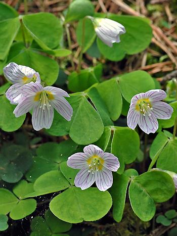 Sauerklee, Oxalis acetosella