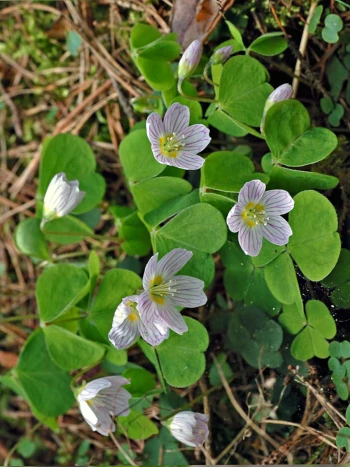 Sauerklee (Oxalis acetosella): kleeblattähnliche, dreizählige Blätter und weiße, zart geaderte Blüten