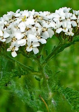 Schafgarbe Schafgarbe, Achillea millefolium