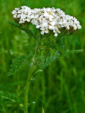 Schafgarbe, Achillea millefolium