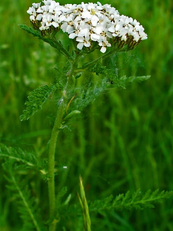 Schafgarbe (Achillea millefolium): flache, weiße Doldenrispen über fein gefiederten Blättern