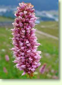 Schlangenknöterich / Bistorta officinalis