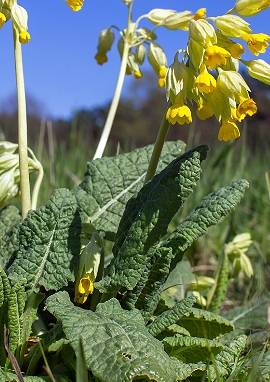 Schlüsselblume Schlüsselblume, Primula veris