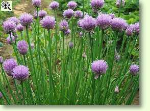 Schnittlauch, Allium schoenoprasum