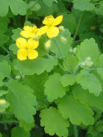 Schöllkraut Schöllkraut, Chelodonium majus