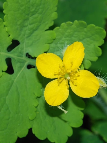 Schöllkraut (Chelidonium majus): gelbe, vierzählige Blüten und Knospen über gelappten, hellgrünen Blättern